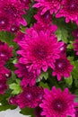 Lovely Red Chrysanthemum also known as the hardy mum