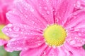 Chrysanthemum Anthemideae pink blooming in the garden macro