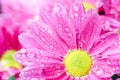 Chrysanthemum Anthemideae pink blooming in the garden macro photography. as background