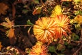 Chrysanthemum. Autumn Flowers. Beautiful Autumn pink, purple, violet, white Chrysanthemum Flowers. Postcard, greetings. Banner