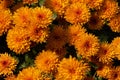 chrysanthemum in the autumn garden. background of flowers. orange flowers Royalty Free Stock Photo