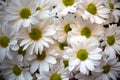 Chrysanthemum `Bacardi` white/daisy