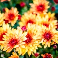 Chrysanthemum background Royalty Free Stock Photo