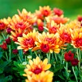 Chrysanthemum background