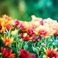 Chrysanthemum background