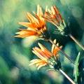 Chrysanthemum background Royalty Free Stock Photo