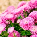 Chrysanthemum background