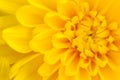 Chrysanthemum background