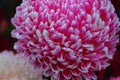 This chrysanthemum is a big spherical pink flower. The petals end in white.