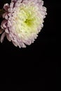 chrysanthemum on a black background Royalty Free Stock Photo