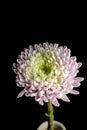 chrysanthemum on a black background Royalty Free Stock Photo