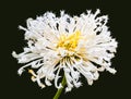 Chrysanthemum on black background.