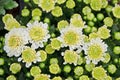 Chrysanthemum bloom and bud flowers Royalty Free Stock Photo