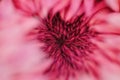 Chrysanthemum