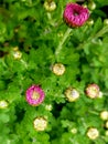 Chrysanthemum blossom flowers in pink. Closeup of flower blossoms.