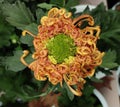 Chrysanthemum blossom with orange petals and green stamens Royalty Free Stock Photo