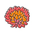 chrysanthemum blossom spring color icon vector illustration