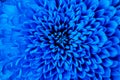 Chrysanthemum blue closeup. Macro. It can be used in website design and printing. Also good for designers