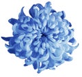 Chrysanthemum blue flower isolated with clipping path on a white background. Beautiful chrysanthemum dark blue center. For desig