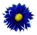 Chrysanthemum blue. Flower on isolated white background with clipping path without shadows. Close-up. For design.