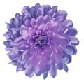 Chrysanthemum blue-pink-turquoise.. Flower on isolated white ba ckground with clipping path without shadows. Close-up. For d