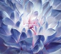 Chrysanthemum blue-pink-white blossom. Background of a chrysanthemum flower close-up. Macro.