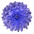 Chrysanthemum blue-violet. Flower on isolated white ba ckground with clipping path without shadows. Close-up. For design.