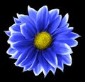 Chrysanthemum blue-white. Flower on isolated black background with clipping path without shadows. Close-up. For design