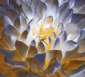 Chrysanthemum blue-yellow-white blossom. Background of a chrysanthemum flower close-up. Macro.