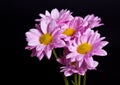 Chrysanthemum bouquet