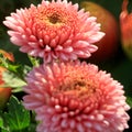 Chrysanthemum boutique Royalty Free Stock Photo