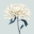 Minimalistic Chrysanthemum Flower Art Illustration On Light Blue Background