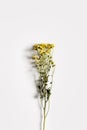 Chrysanthemum branch with small yellow flowers on a white background