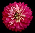 Chrysanthemum bright pink flower on the black isolated background with clipping path. Closeup no shadows. Garden flower. Royalty Free Stock Photo