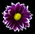 Chrysanthemum bright purple-white. Flower on isolated black background with clipping path without shadows. Close-up. For desig Royalty Free Stock Photo