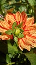 Chrysanthemum bud - autumn flowers details