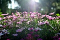 The chrysanthemum bush under the sunshine, the petals are translucent, very beautiful