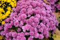 Chrysanthemum bushes in a city park. Royalty Free Stock Photo