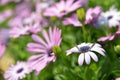 Calenduleae Osteospermum daisy bushes flower