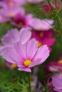 Calenduleae Osteospermum daisy bushes flower