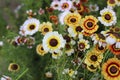 Chrysanthemum carinatum. Merry Mixed flower in garden.