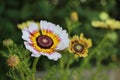 Chrysanthemum carinatum