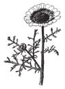 Chrysanthemum Carinatum vintage illustration