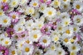 Chrysanthemum carpet floral background