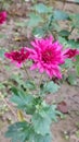 Chrysanthemum or Chandra Mallika flower