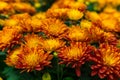 Chrysanthemum Royalty Free Stock Photo