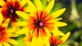 Chrysanthemum close-up, spring flowers yellow red color, plants for decorating the garden and flower beds Royalty Free Stock Photo