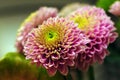 Chrysanthemum closeup Royalty Free Stock Photo