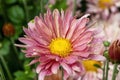 Chrysanthemum `Columbine` Royalty Free Stock Photo