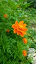 Chrysanthemum Coronarium Corn Marigold Crown Daisy
